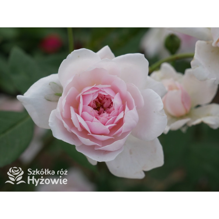 Mortimer Sackler™ / Mary Delany™ (Ausorts) - David Austin® Róże Angielskie -  Mortimer Sackler™ / Mary Delany™ (Ausorts) - David Austin® Róże Angielskie -