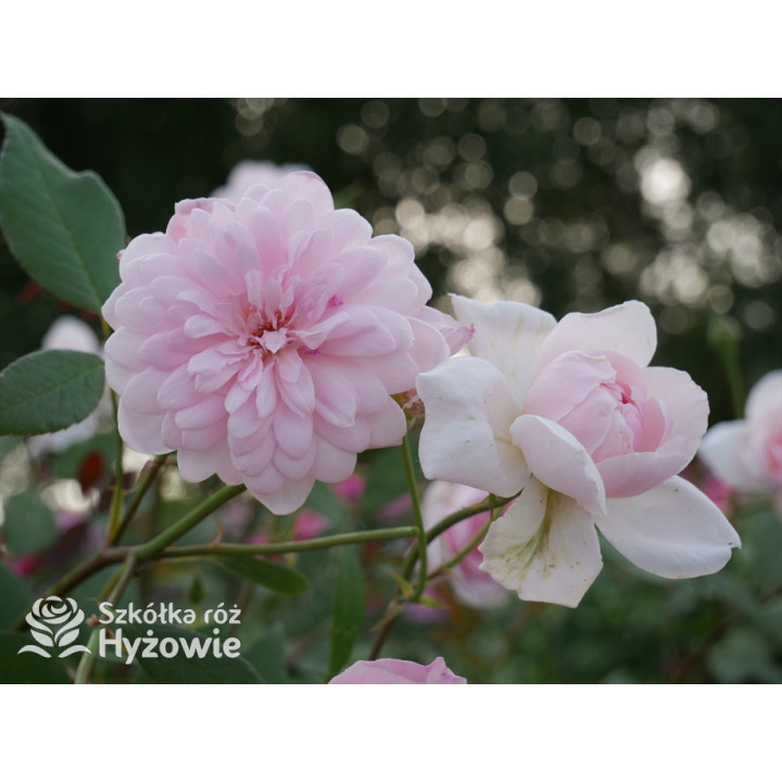 Mortimer Sackler™ / Mary Delany™ (Ausorts) - David Austin® Róże Angielskie -  Mortimer Sackler™ / Mary Delany™ (Ausorts) - David Austin® Róże Angielskie -