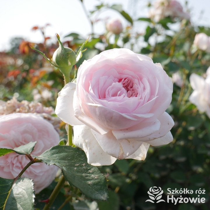 Róża angielska  Olivia Rose Austin| Szkółka Róż Hyżowie | David Austin