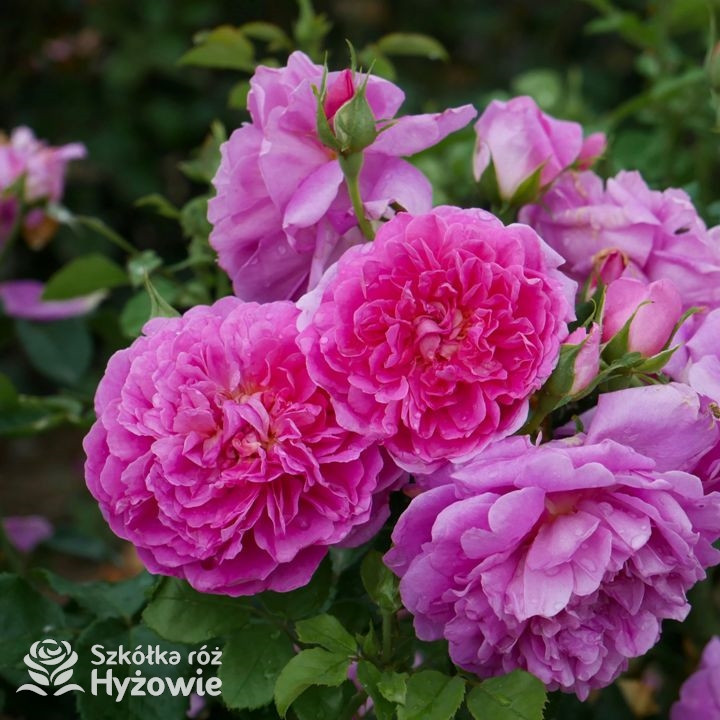 Róża angielska Princess Anne | Szkółka Róż Hyżowie | David Austin