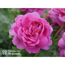 Princess Anne™ (Auskitchen) - David Austin® Róże Angielskie - 