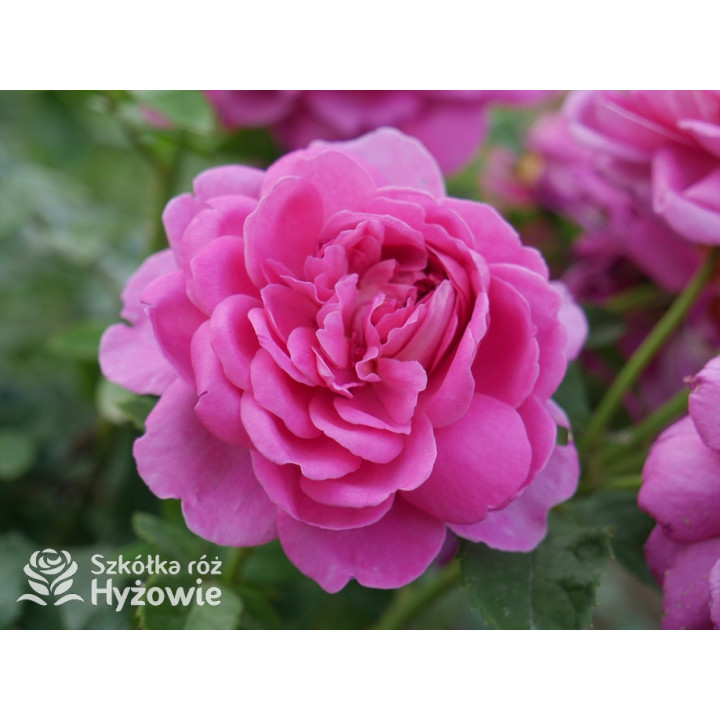 Princess Anne™ (Auskitchen) - David Austin® Róże Angielskie - 