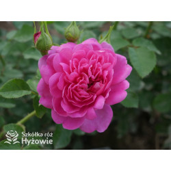 Princess Anne™ (Auskitchen) - David Austin® Róże Angielskie - 