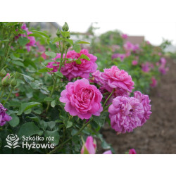 Princess Anne™ (Auskitchen) - David Austin® Róże Angielskie - 