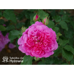 Princess Anne™ (Auskitchen) - David Austin® Róże Angielskie - 