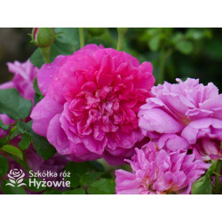 Princess Anne™ (Auskitchen) - David Austin® Róże Angielskie - 