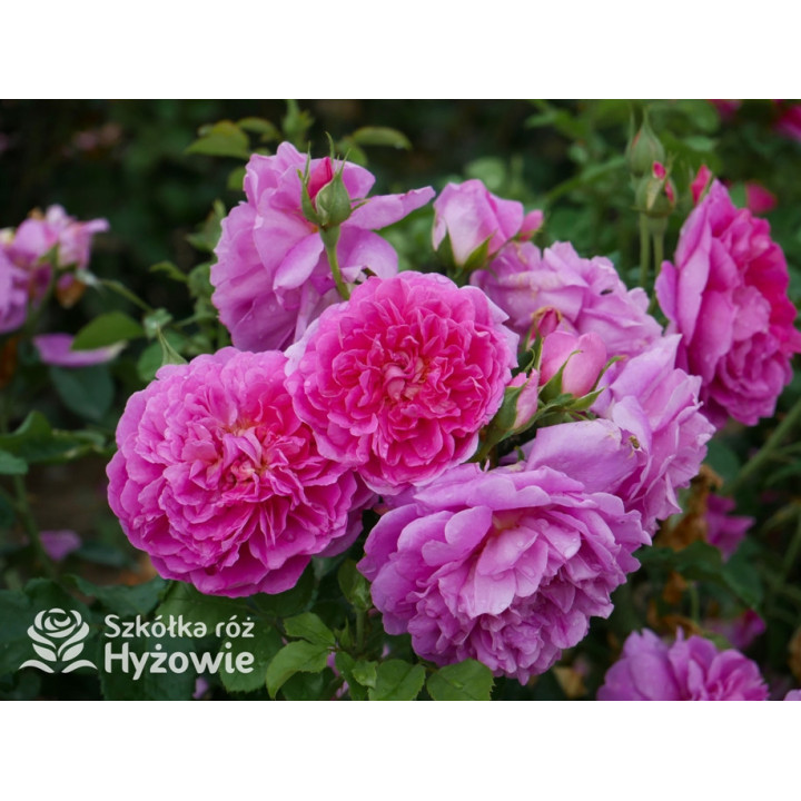 Princess Anne™ (Auskitchen) - David Austin® Róże Angielskie - 