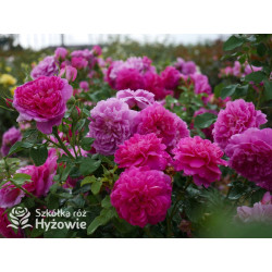 Princess Anne™ (Auskitchen) - David Austin® Róże Angielskie - 