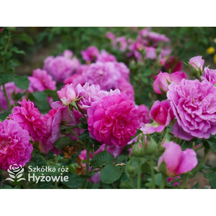 Princess Anne™ (Auskitchen) - David Austin® Róże Angielskie - 