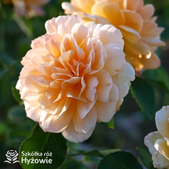 Róża angielska Dame Judi Dench | Szkółka Róż Hyżowie | David Austin
