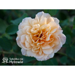 Dame Judi Dench™ (Ausquaker) - David Austin® Róże Angielskie - 