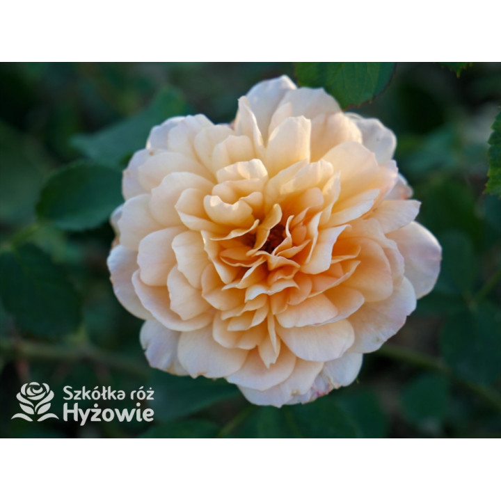 Dame Judi Dench™ (Ausquaker) - David Austin® Róże Angielskie - 