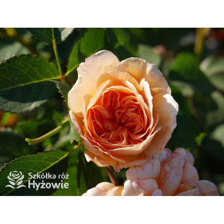 Dame Judi Dench™ (Ausquaker) - David Austin® Róże Angielskie - 