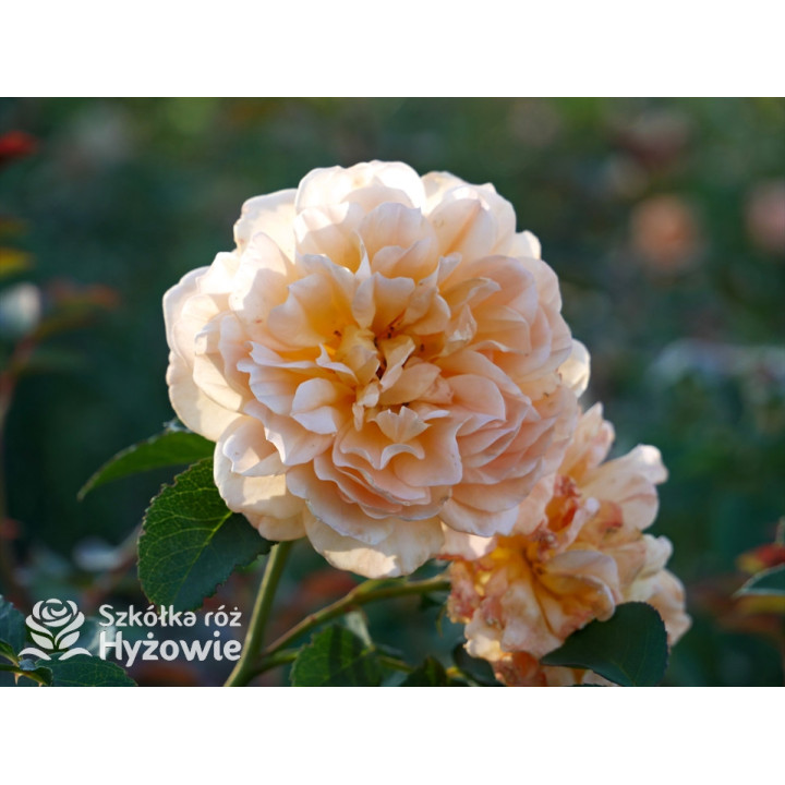 Dame Judi Dench™ (Ausquaker) - David Austin® Róże Angielskie - 