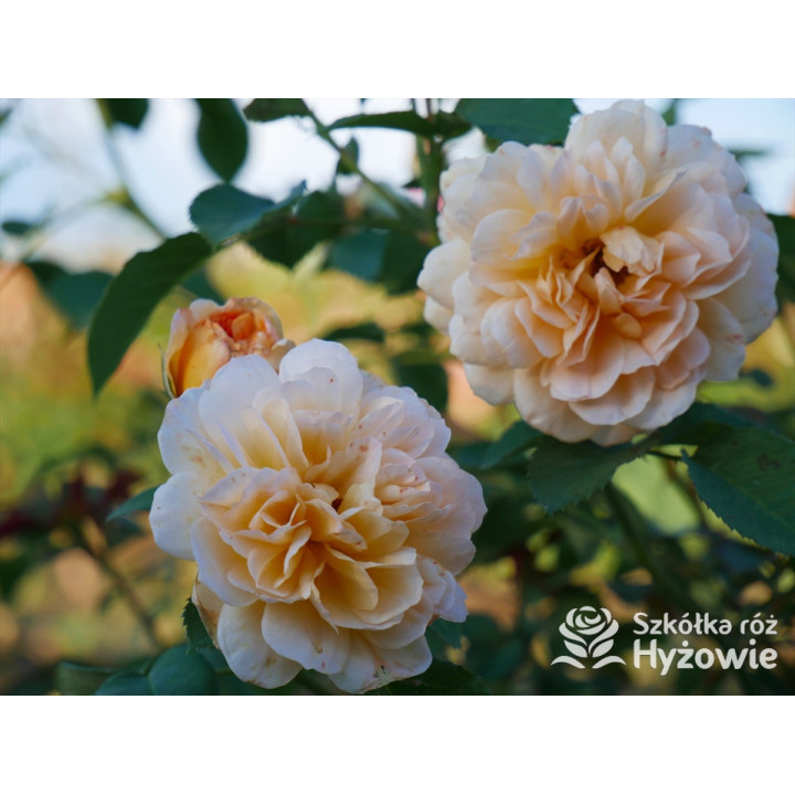 Dame Judi Dench™ (Ausquaker) - David Austin® Róże Angielskie - 