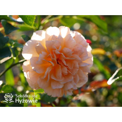 Dame Judi Dench™ (Ausquaker) - David Austin® Róże Angielskie - 