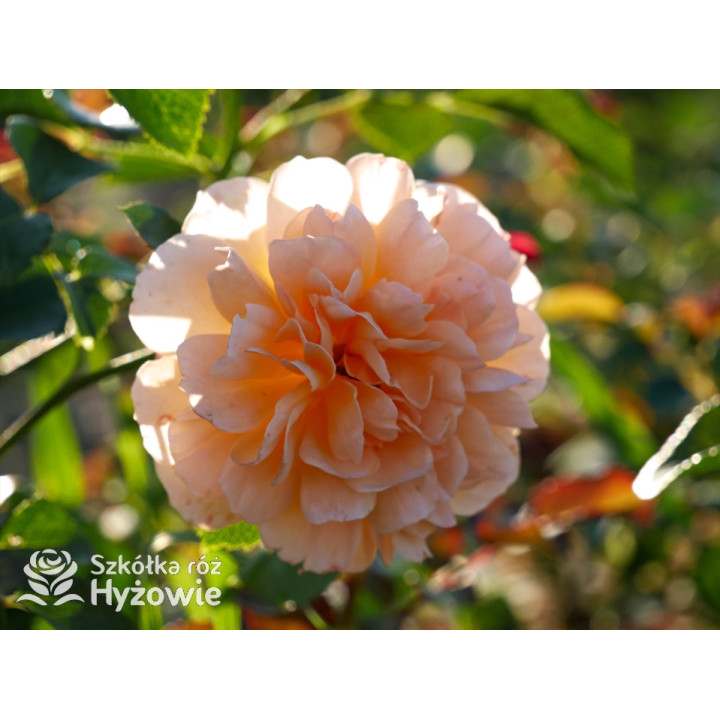 Dame Judi Dench™ (Ausquaker) - David Austin® Róże Angielskie - 