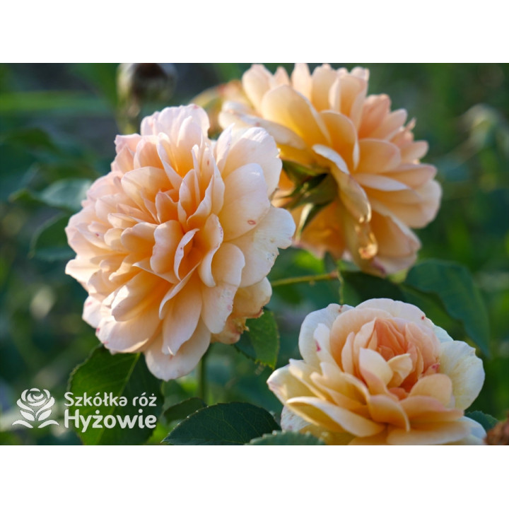 Dame Judi Dench™ (Ausquaker) - David Austin® Róże Angielskie - 