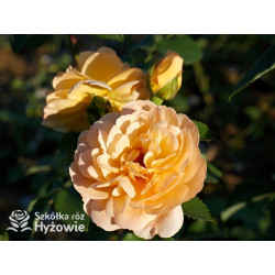 Dame Judi Dench™ (Ausquaker) - David Austin® Róże Angielskie - 