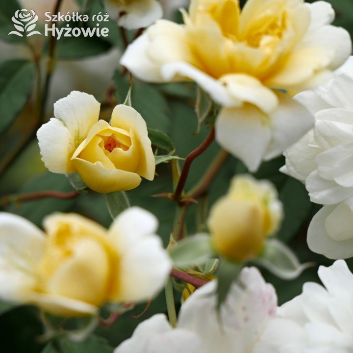 Róża angielska Malvern Hills® | Szkółka Róż Hyżowie | David Austin