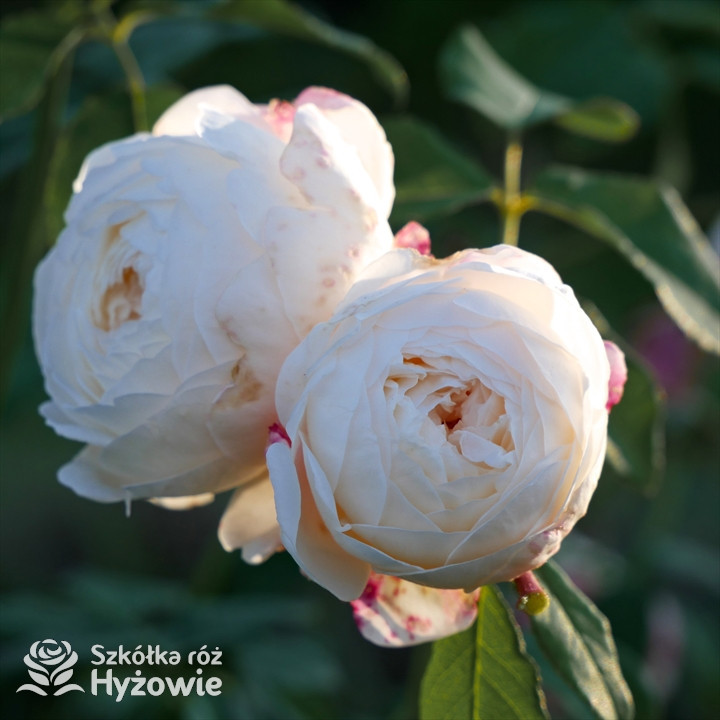Róża angielska Claire Austin (Ausprior)| Szkółka Róż Hyżowie | David Austin
