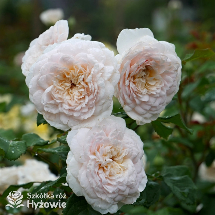 Róża angielska Emily Brontë| Szkółka Róż Hyżowie | David Austin
