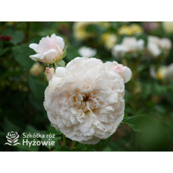 Emily Brontë™ (Ausearnshaw) - David Austin® Róże Angielskie - 