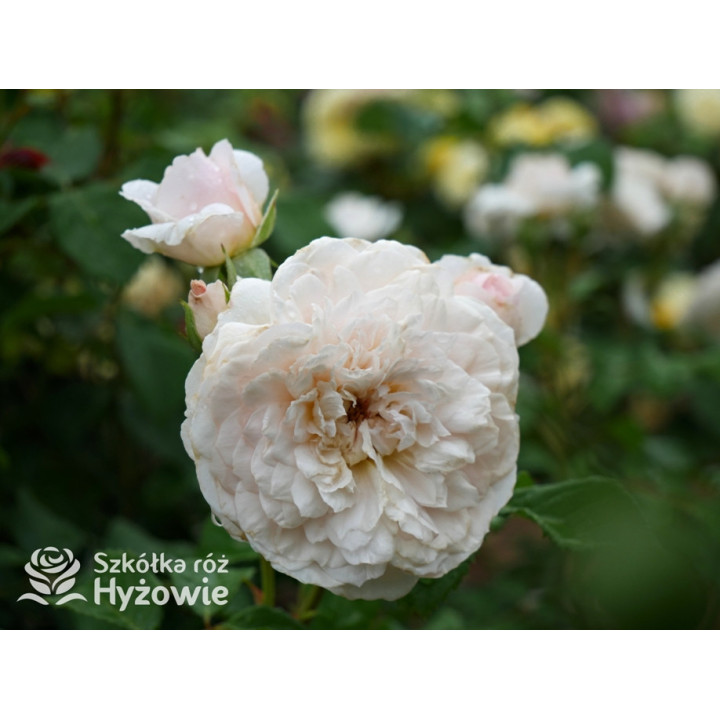 Emily Brontë™ (Ausearnshaw) - David Austin® Róże Angielskie - 