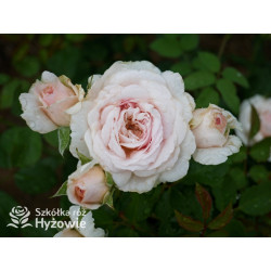 Emily Brontë™ (Ausearnshaw) - David Austin® Róże Angielskie - 