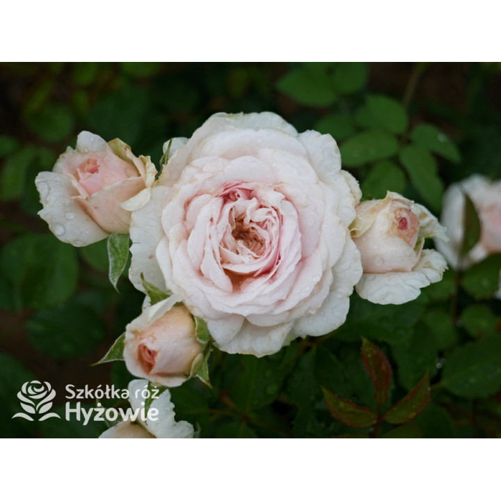 Emily Brontë™ (Ausearnshaw) - David Austin® Róże Angielskie - 