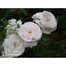 Emily Brontë™ (Ausearnshaw) - David Austin® Róże Angielskie - 