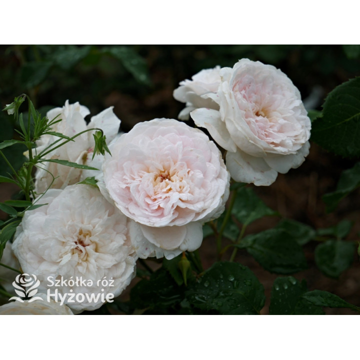 Emily Brontë™ (Ausearnshaw) - David Austin® Róże Angielskie - 