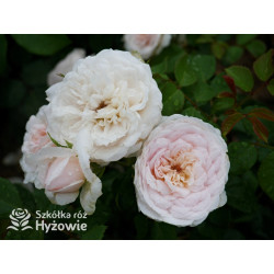 Emily Brontë™ (Ausearnshaw) - David Austin® Róże Angielskie - 