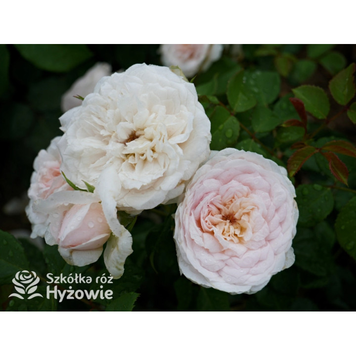 Emily Brontë™ (Ausearnshaw) - David Austin® Róże Angielskie - 