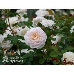 Emily Brontë™ (Ausearnshaw) - David Austin® Róże Angielskie - 