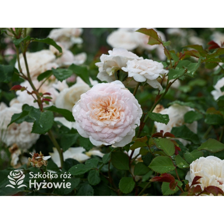 Emily Brontë™ (Ausearnshaw) - David Austin® Róże Angielskie - 