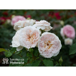 Emily Brontë™ (Ausearnshaw) - David Austin® Róże Angielskie - 