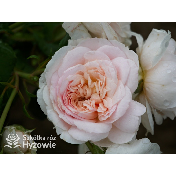 Emily Brontë™ (Ausearnshaw) - David Austin® Róże Angielskie - 