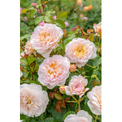 Emily Brontë™ (Ausearnshaw) - David Austin® Róże Angielskie - 