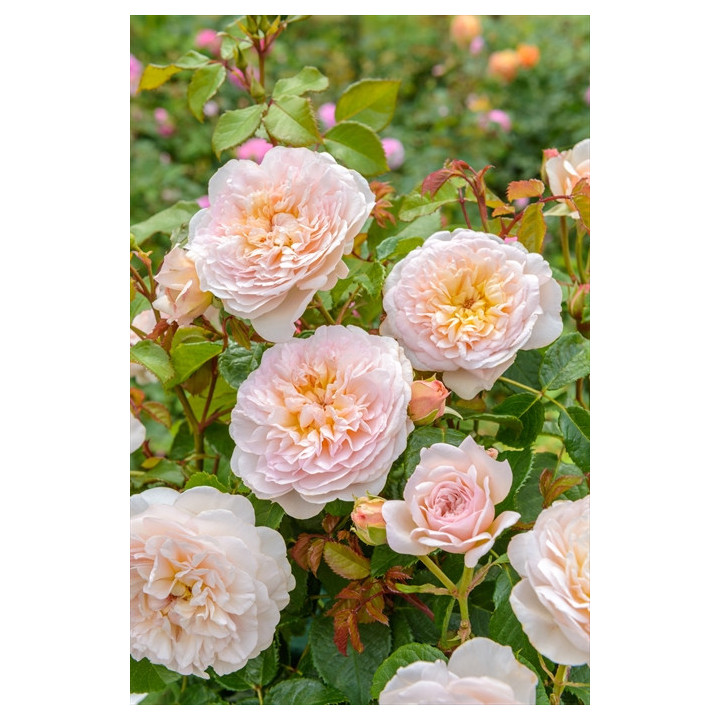 Emily Brontë™ (Ausearnshaw) - David Austin® Róże Angielskie - 