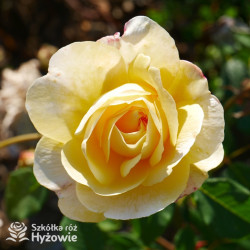 The Poet's Wife™ (Auswhirl) - David Austin® Róże Angielskie -