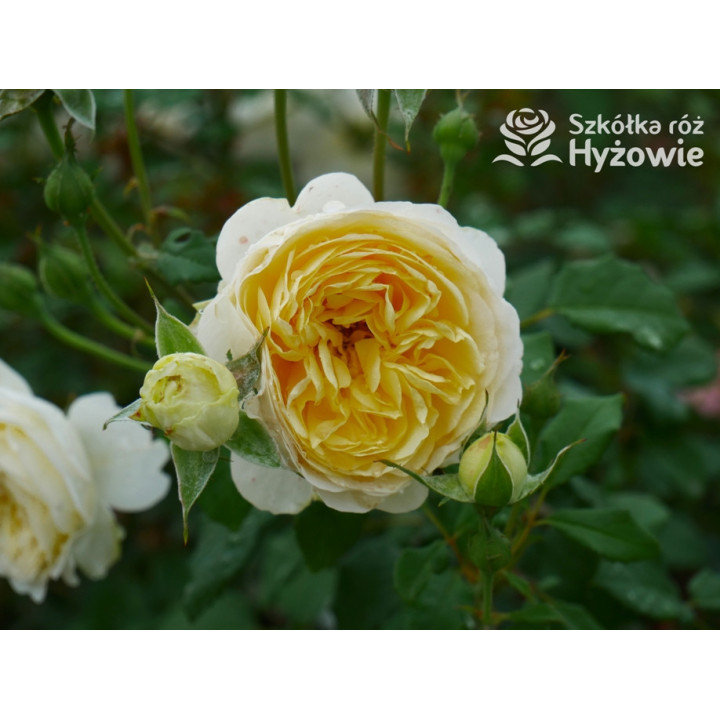 The Poet's Wife™ (Auswhirl) - David Austin® Róże Angielskie - 