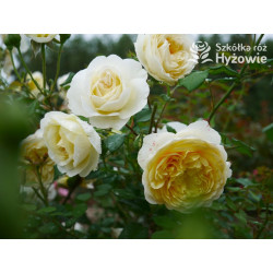 The Poet's Wife™ (Auswhirl) - David Austin® Róże Angielskie - 