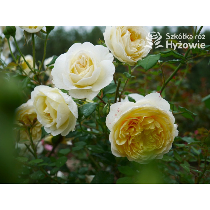 The Poet's Wife™ (Auswhirl) - David Austin® Róże Angielskie - 