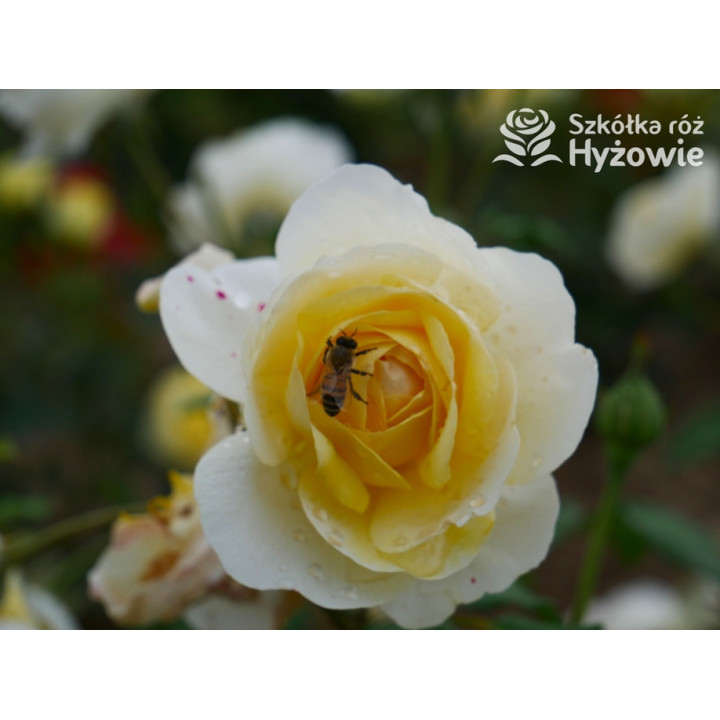 The Poet's Wife™ (Auswhirl) - David Austin® Róże Angielskie - 