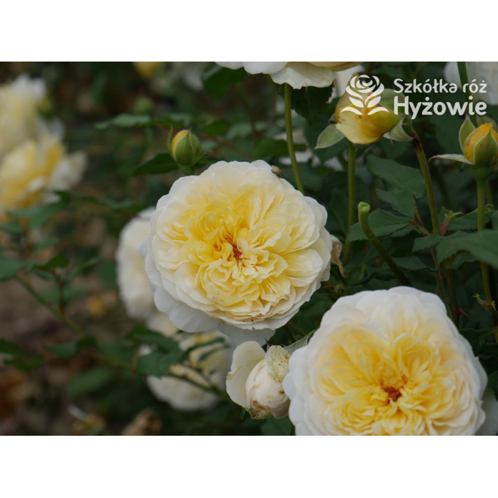 The Poet's Wife™ (Auswhirl) - David Austin® Róże Angielskie - 