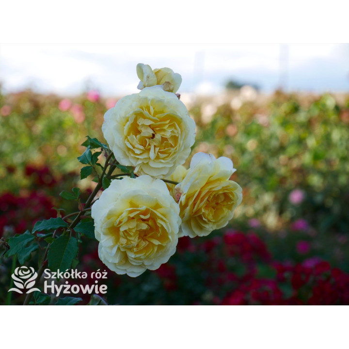 The Poet's Wife™ (Auswhirl) - David Austin® Róże Angielskie - 