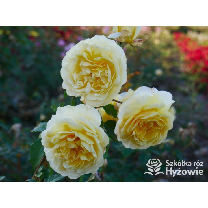 The Poet's Wife™ (Auswhirl) - David Austin® Róże Angielskie - 