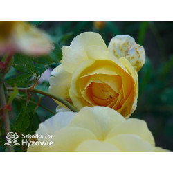 The Poet's Wife™ (Auswhirl) - David Austin® Róże Angielskie - 