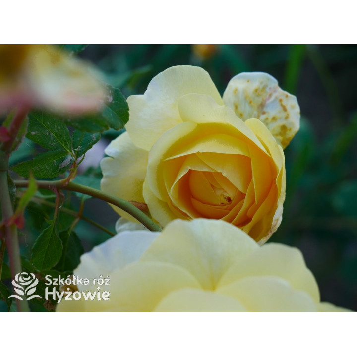 The Poet's Wife™ (Auswhirl) - David Austin® Róże Angielskie - 